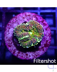 Ricordea - Green Rainbow #G18