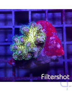 Pocillopora - Pink Special #G52
