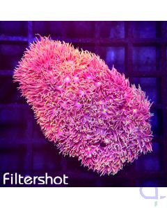 Goniopora Ultra - Pink Rose #26