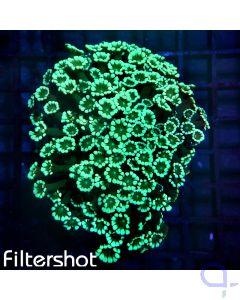 Alveopora - Green Ocean #G73