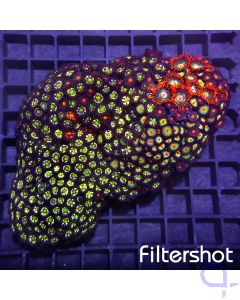 Zoanthus - Colorful Stone #78