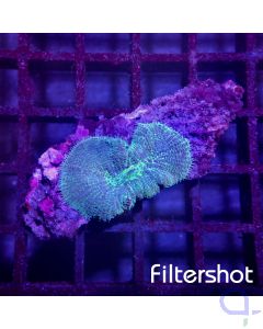 Discosoma - Blue #G66