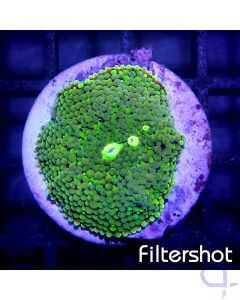 Ricordea- Green #