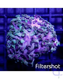 Alveopora - Blue Effect #G86