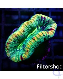 Trachyphyllia - Croco Bite #G85