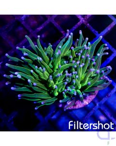 Euphyllia glabrescens - Green Blueberry #04