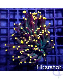 Euphyllia glabrescens - Orange Tips Premium #86
