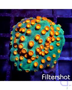 Cyphastrea - Meteor Shower #G83