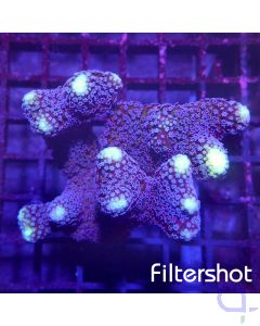 Stylophora - Milka - Ableger
