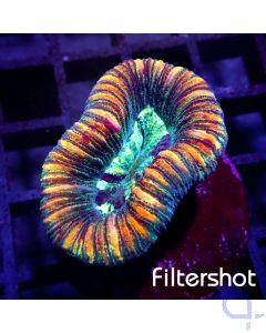 Trachyphyllia - Warm Stripes #63
