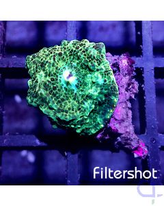 Discosoma - Green Blue Center #26