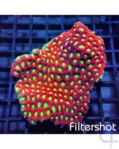 Favites - Red Premium #06