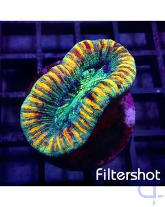 Trachyphyllia - Yellow Rim #G78