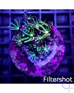Tubipora musica - Green Flower #77