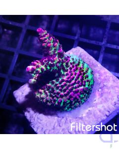 Acropora - Red Planet #G94