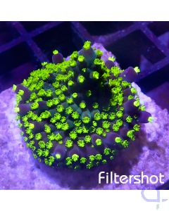 Acropora - Green Tricolor #G92