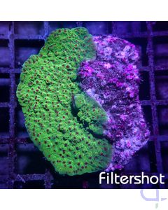 Montipora - Purple Polyp #G16