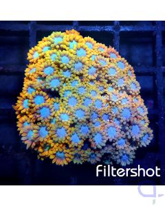 Goniopora - Sunlight #G114