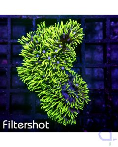 Briareum - Green #G111