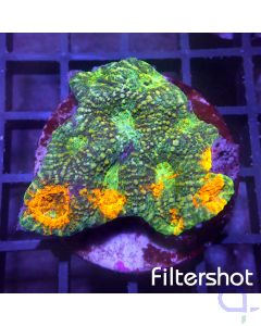Acanthastrea echinata - Premium Multicolor #G100