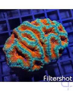 Acanthastrea Premium - Red #G71