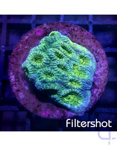 Montastrea Premium - Green Blue #51