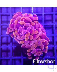 Euphyllia paraancora - Pinki Orange #G81