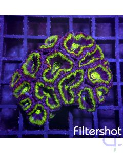 Acanthastrea - Green Intense #76