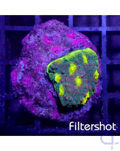 Echinophyllia - Watermelon #G109