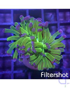 Euphyllia paraancora - Bicolor #G61
