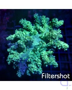 Capnella imbricata - Blue Green #G55