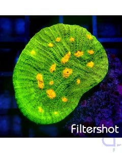 Echinophyllia - Space Invader #76