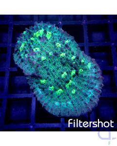 Echinophyllia - Atlantis #G136