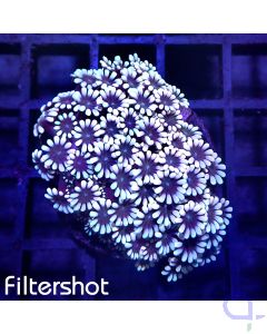 Alveopora - Ice Flower