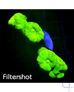 Caulastrea curvata - Neon Ultra #G141