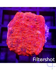 Echinophyllia - Premium Red #G125