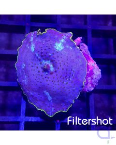Discosoma - Jawbreaker Blue #90