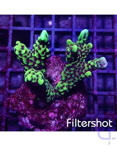 Montipora - capitata #G164