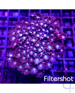 Alveopora - Blue Center