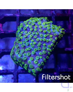 Cyphastrea - Grün Blau #G151
