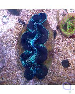 Tridacna maxima - Blue River ca.15 cm
