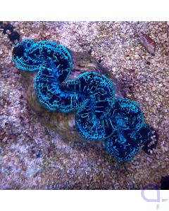 Tridacna maxima - Blue Eye - ca. 13 cm #R06