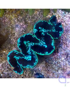 Tridacna maxima - Dark Points ca.15 cm #R01
