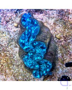 Tridacna maxima - Blue Camo