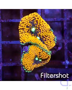 Tridacna maxima - Blue Camo