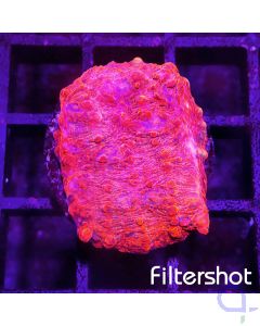Echinophyllia - Red Premium #G102