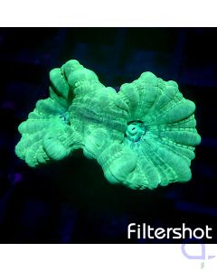 Caulastrea curvata - Green Blue #G165