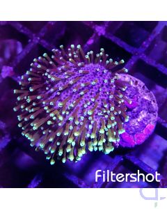 Sarcophyton - Green Polyps