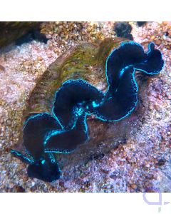 Tridacna maxima - Dark Blue ca. 13 cm #R09