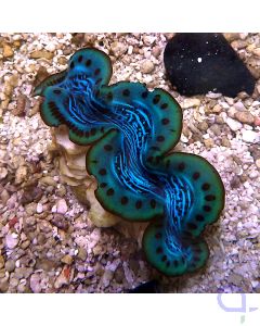 Tridacna maxima - Green Rim #R19